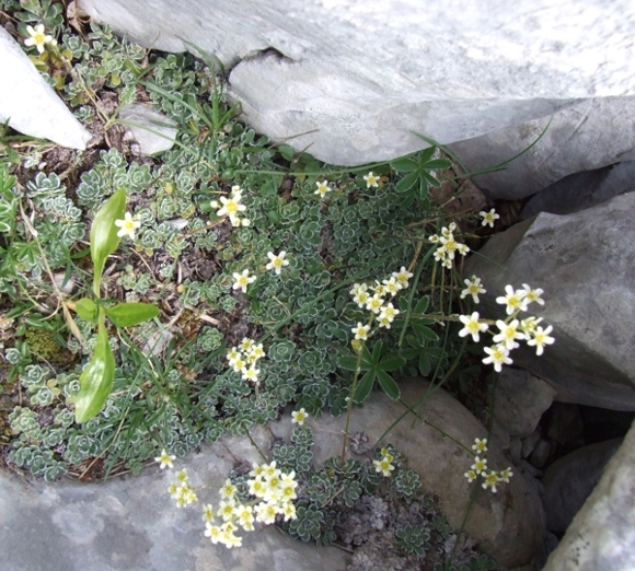 Saxifraga paniculata / Sassifraga delle rocce